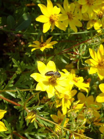Meskel-Blüte